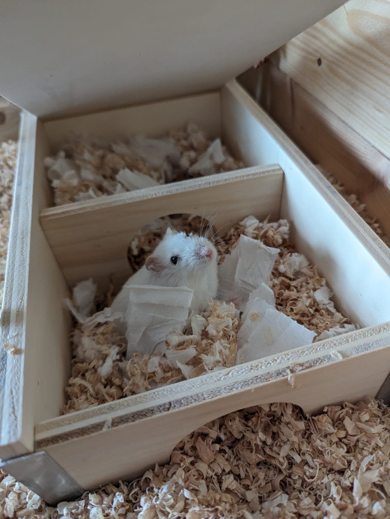 Casetta "Multi-Stanza" in Legno per Criceti - Maw's Habitat